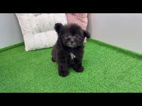 YouTube動画のサムネイル