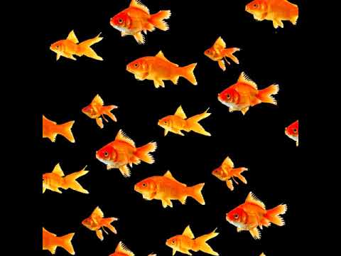 hari kvoter - majcina dusica (prod. by preglasan)