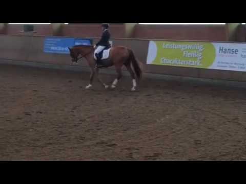 5jähriger  Londontime x San Amour