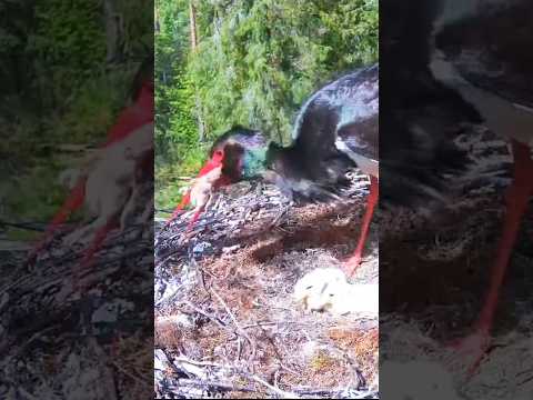 #blackstork #nest #birds #nature #wildlife #animals