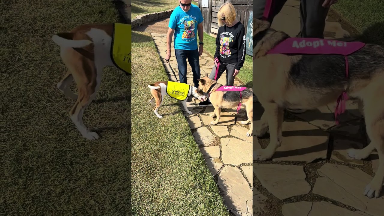 Enlarge Bridget, a Adoptable mixed breed in Herndon, VA video 4/4