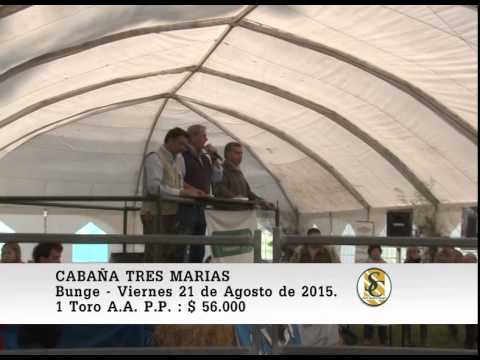 21-08-15 Venta de Toros P.P. - Cabaña Tres Marias - Bunge.