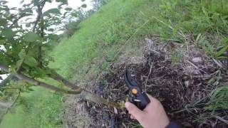 August 2016 Orchard update for Driftless Winds, 2016 grafts and discussion of zone 3