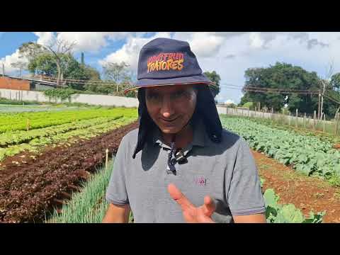 HORTA DO ZERO - ADUBAÇÃO PARA SUA HORTA - ADUBAÇÃO DE COBERTURA