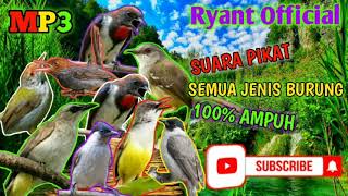 Download lagu MP3 SUARA PIKAT SEMUA JENIS BURUNG TERAMPUH versi RYANT CHANNEL mp3 Download lagu MP3 SUARA PIKAT SEMUA JENIS BURUNG TERAMPUH versi RYANT CHANNEL mp3