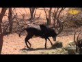 Hunting At Dries Visser Safaris Part 2