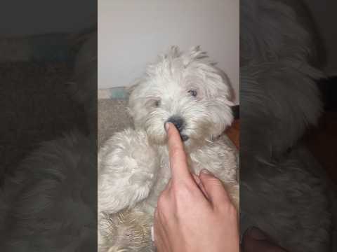 Vendita Dolce cane maltese