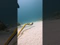 Stunning Ribbon Eel