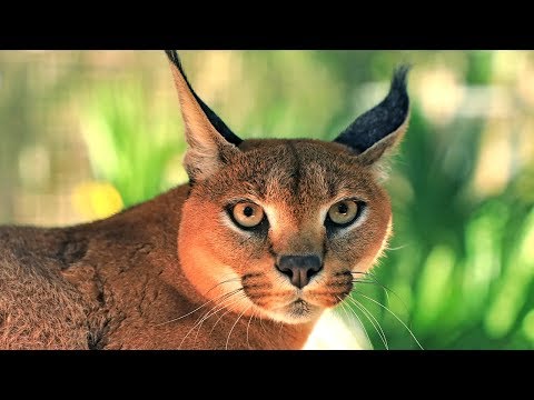 Cutest Big Cat Sound - YouTube
