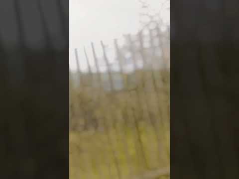 episode ke 6]✨✨✨✨✨#pasuruan #BOCILKALEM#nongkojajar