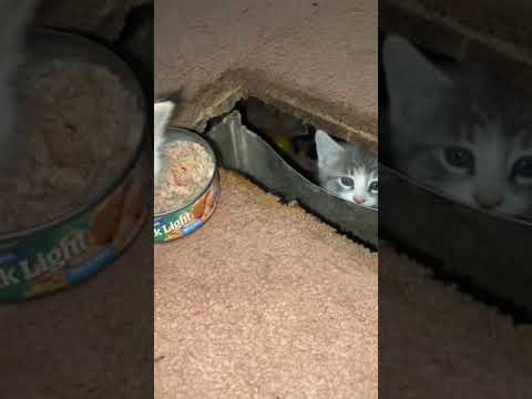 Cat eats carpet
