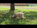 Goldendoodle dogs for sale: Beauty - Video 1