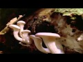 Our Wonderful World