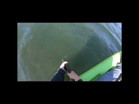 Fish Release ?