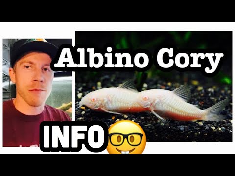 Albino Cory Catfish Care (Need to Know)