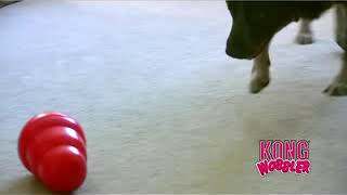 How To Entertain A Dog Home Alone With The Right Toy   Flash Giveaway