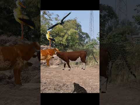 Crocodile Cheetah Two Cow Stork #shorts #shortvideo #shortsviral