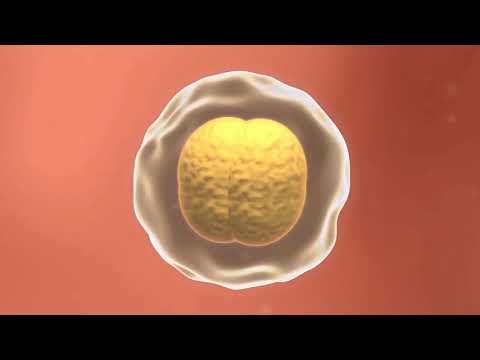 BAGAIMANA TERJADINYA PROSES PEMBUAHAN? PROSES KEHAMILAN