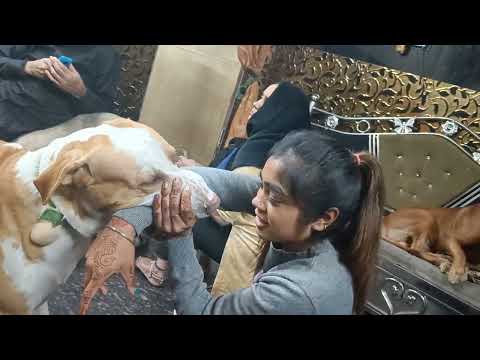 my granddaughter Anshika with her Pakistani bully fighting