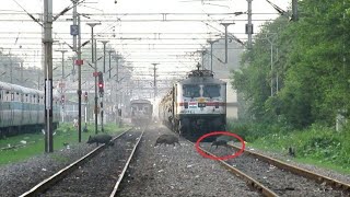 preview picture of video 'Lucky PIG Escapes Death: Offlink TKD WAP-7 With "ER Legend" Kalka Mail Blasts Naini & Cheoki Jn.!!'