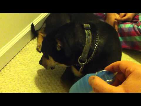 Guilty Dog Elvis Eating Tums