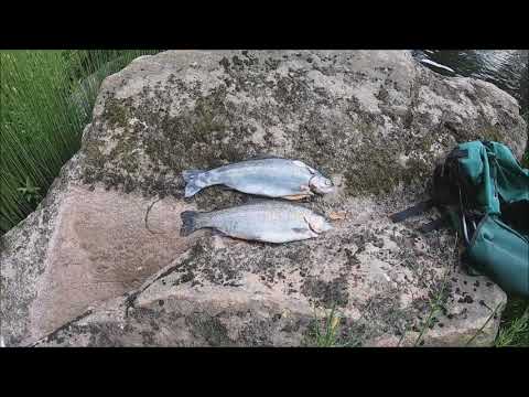 Markus Kalassa Jokikalastus 2019 - Kirrekeisari Kalastussarja Jakso 1/5