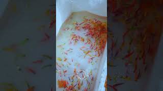 Download lagu Unboxing ikan hias glofish #juraganaquatics #shorts #ikanhias #grosirikanhias #jualikanhias mp3 Download lagu Unboxing ikan hias glofish #juraganaquatics #shorts #ikanhias #grosirikanhias #jualikanhias mp3