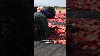 Malatya’da tarlalar kırmızıya döndü: Tonlarcası Avrupa'ya gidecek