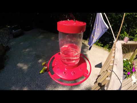 Hummingbird Frenzy
