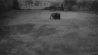 Rudimentary Peni- Media Person