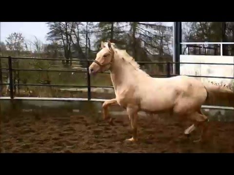 Altmarkhofs Quarzit MD/Old. v. Quaterback, 2-jährig