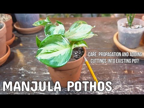 MANJULA POTHOS CARE AND PROPAGATION | Adding Cuttings Into Existing Pot