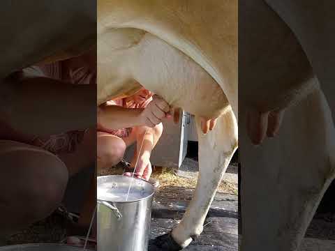 I'm ditching the milk machine?! #sahm #farmlife #familymilkcow #nursecow #homesteaddairy