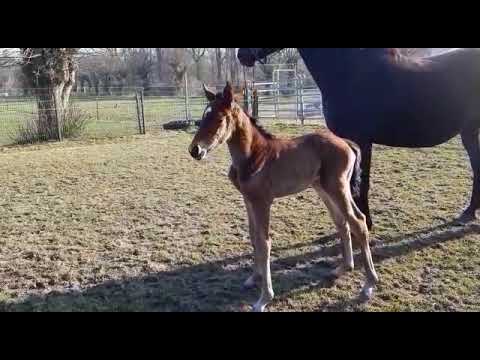 Vivino - Sir Donnerhall Stutfohlen, geb. 27.03.2020