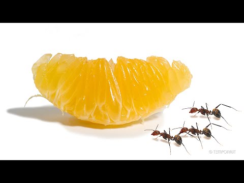 This Timelapse Of Ants Eating Away At A Tangerine Slice Is Both Gross And Engrossing