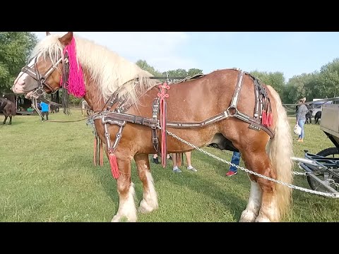 Armăsarul domnului Mihai de la Satu Mare 2021