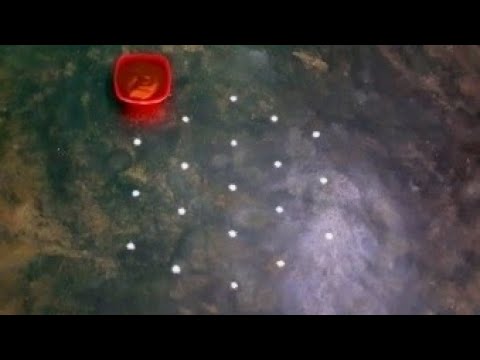 navarathrispecialkolam/flower padikolam/Fridaykolam/srinithi kolam/lotuskolam/sangukolam/easyrangoli