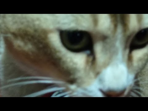 munir  priyo khabar#cat