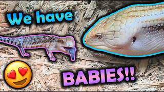 Adorable Baby Skinks were Born!
