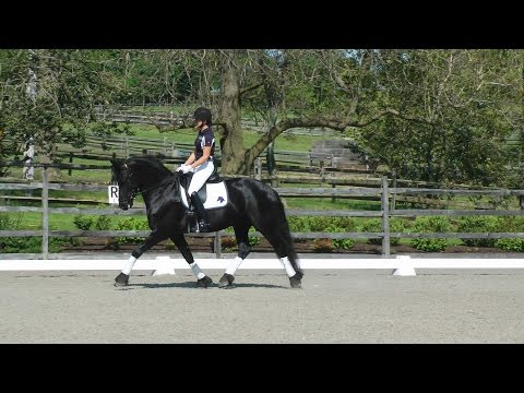 Mariah ISF at Iron Spring Farm - SOLD