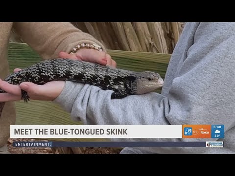 EXPLORING THE CALDWELL ZOO: Meet the blue-tongued skink - YouTube