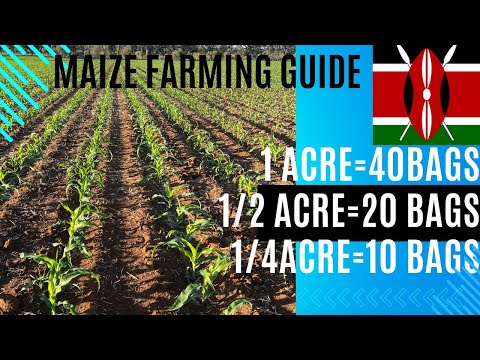 Maize farming Guide Kenya