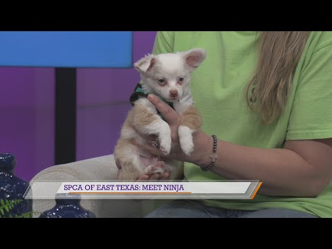 SPCA of East Texas: Meet Ninja - YouTube