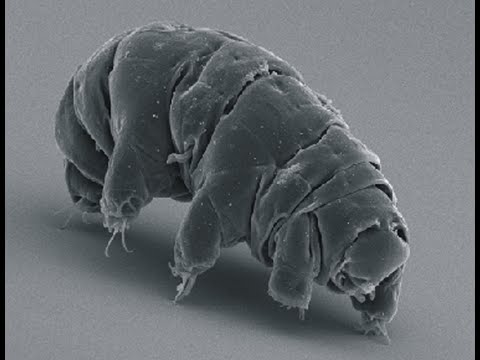 Les Extrêmophiles. L'Arche de Diderot