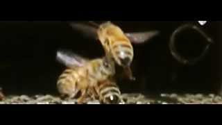 Crash landings and take-offs - honeybee style