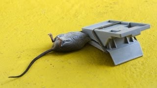 Mice In House and Mice in Your Walls is not good for you nor your home - Rid-O-Mice