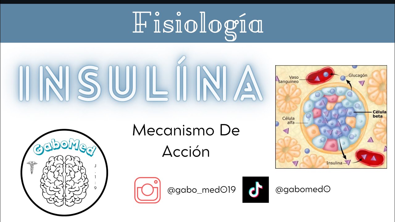 Fisiología Endocrina - Insulina (Mecanismos De Acción)
