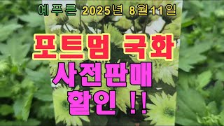 25년8.10) 포트멈국화 16종 사전판매 할인행사