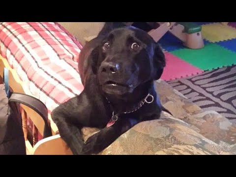 Lorsque vous venez de réaliser que votre chien est spécial