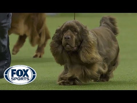 Bean the Sussex Spaniel wins the 2019 Westminster Kennel Club Dog Show Sporting Group | FOX SPORTS